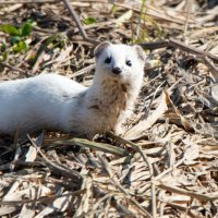 Ласка в зимней шубке :: Владимир Безбородов
