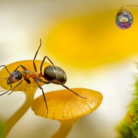 Сладкая моя! Иди ко мне! :: Ирина Коледова Сладкая моя! Иди ко мне! :: Ирина Коледова