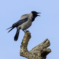 Morning Song. :: Alexander Amromin