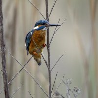 Зимородок. :: Alexander Amromin