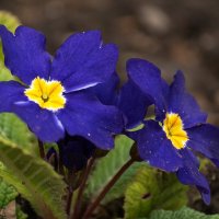 Примула :: Игорь Сикорский