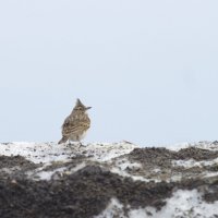 Жаворонок хохлатый :: Олег Денисов