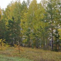 Осень сентября. :: сергей ермошкин Осень сентября. :: сергей ермошкин