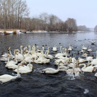 Март на Лебедином озере :: Татьяна Лютаева