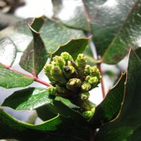 Магония набирает бутоны :: Людмила Смородинская