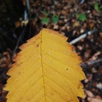 октябрь :: Елена Шаламова