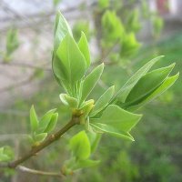 Весеннее :: Елена Семигина