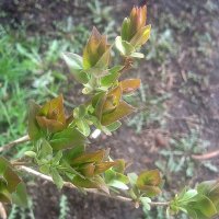 Первые :: Елена Семигина