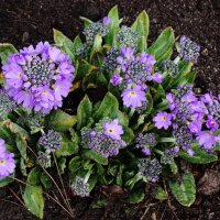 Примула мелкозубчатая :: Рита Симонова Примула мелкозубчатая :: Рита Симонова