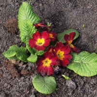 Примула :: Рита Симонова