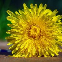 солнышко :: Андроник Александр 