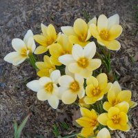 Первоцветы в Зарядье :: Ольга Первоцветы в Зарядье :: Ольга