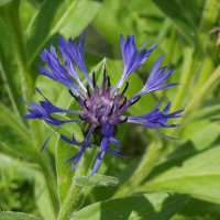 Василёк :: Freddy 97