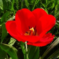 Зацвели тюльпаны в городе. :: Милешкин Владимир Алексеевич 