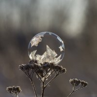 Шарик :: Андрей Пристяжнюк