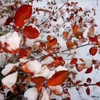 первый снег :: Сергей Кочнев