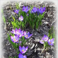 Крокусы цветут... Весна.......... :: Наталья ***