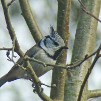 хохлатая синица или гренадёрка :: gawrilа - dan