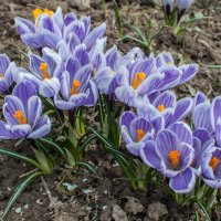 Первые :: yav 110455