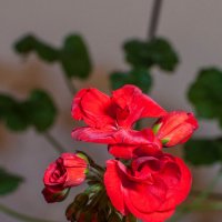 Красавицы :: yav 110455