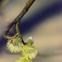 Весна в Подмосковье :: Дмитрий 