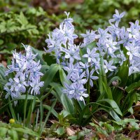 Пролеска сибирская :: Светлана Григорьева Пролеска сибирская :: Светлана Григорьева