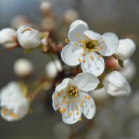 Цветёт  алыча... :: Надежда Куркина 