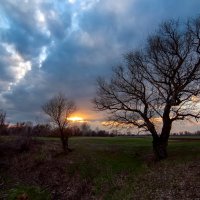 Весеннее пробуждение... :: Дина Евсеева