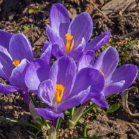 Апрель. Крокусы :: Наталья Rosenwasser