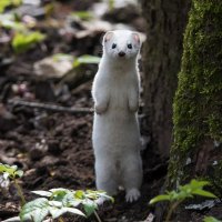 Ласка в зимней шубке :: Владимир Безбородов