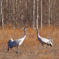 Сближение :: Михаил Белоусов
