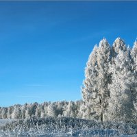 Всё в инее :: Студия фотографии