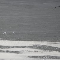 По льду босяком :: Сеня Белгородский По льду босяком :: Сеня Белгородский