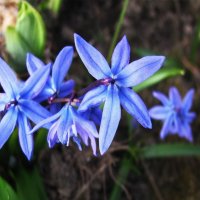 Нежная красота :: Людмила Смородинская Нежная красота :: Людмила Смородинская