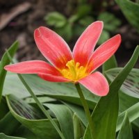 Тюльпан Кауфмана :: Мариша Тим