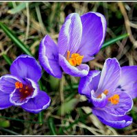 Первые :: Aleksandr Gal