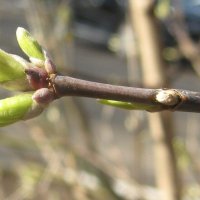 Весеннее :: Елена Семигина