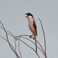 Длиннохвостый сорокопут :: Yudong Liu Длиннохвостый сорокопут :: Yudong Liu