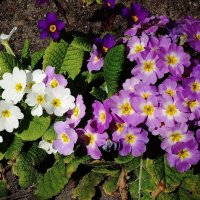 Примула :: Рита Симонова