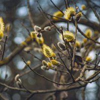 Цветёт верба :: Владимир Кроливец Цветёт верба :: Владимир Кроливец