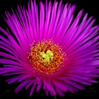 Доброе утро :: Юрий. Шмаков