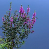 Краски лета. Дербенник иволистый. :: Алексей Трухин