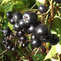 Черноплодная рябина :: Freddy 97