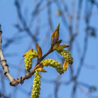 Весеннее пробуждение :: Наталья Rosenwasser