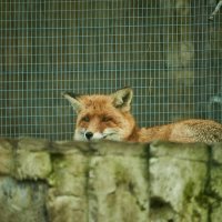 Лиса Улыбака :: Александр Леонов