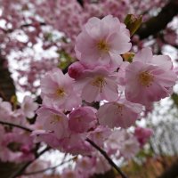 Расцвела сакура...... :: Галина 
