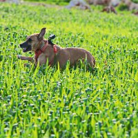 собака на прогулке 2026 :: Владислав Воровский 