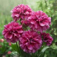 ЦВЕТЫ :: МАРИЯ ПОПОВА