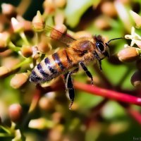 пчела :: Laryan1 