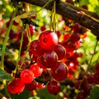 Ягоды спелой красной смородины на ветке в лучах вечернего солнца :: Лилия Ягоды спелой красной смородины на ветке в лучах вечернего солнца :: Лилия